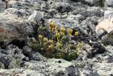 Diapensia lapponica