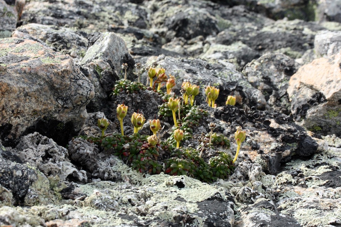 Изображение особи Diapensia lapponica.