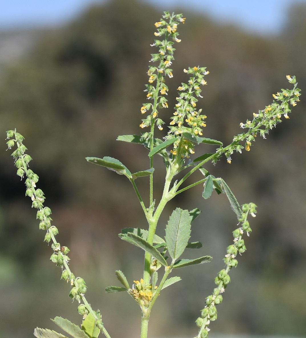 Изображение особи род Melilotus.