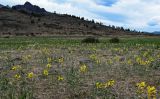 Thermopsis lanceolata. Аспект цветущих растений. Хакасия, Аскизский р-н, долина р. Аскиз, степь. 12.06.2022.