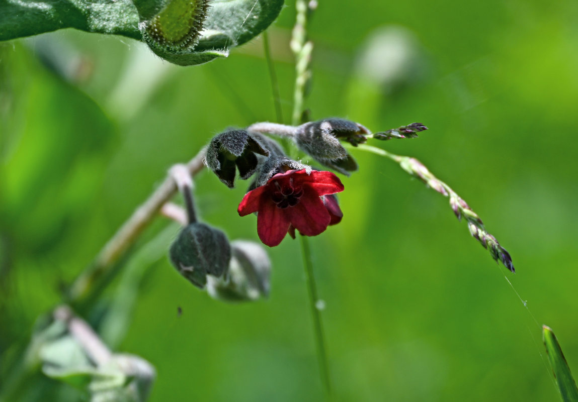Изображение особи Cynoglossum officinale.