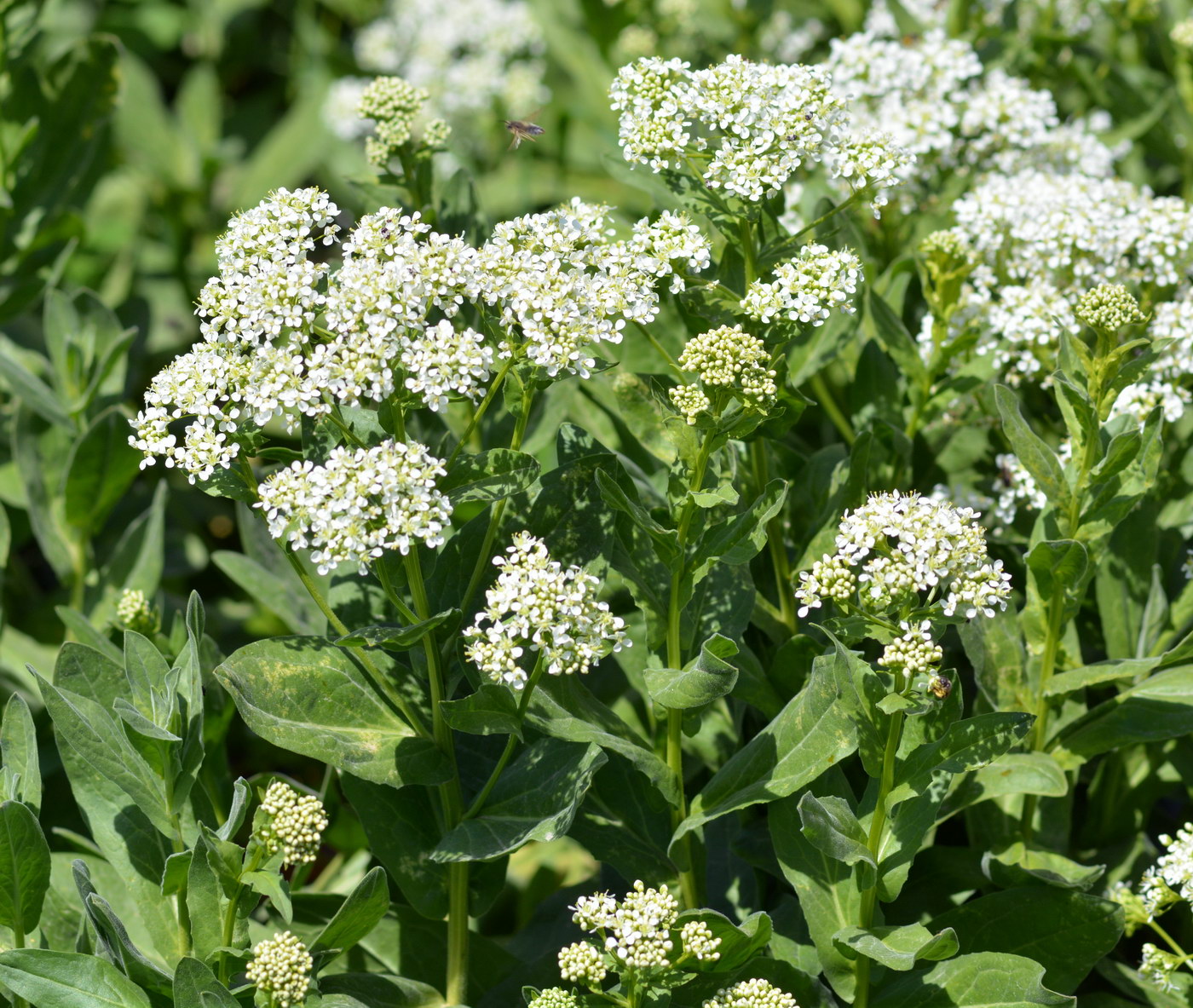 Изображение особи Cardaria repens.