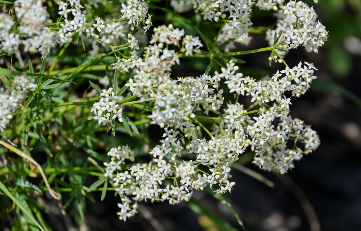 Изображение особи род Galium.