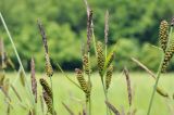 Carex schmidtii