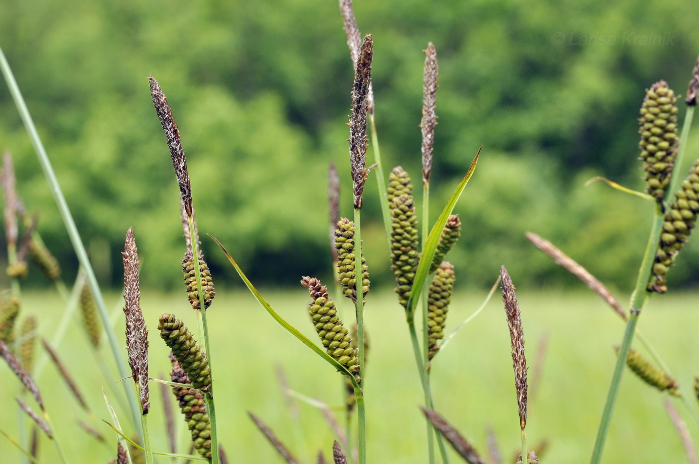 Изображение особи Carex schmidtii.