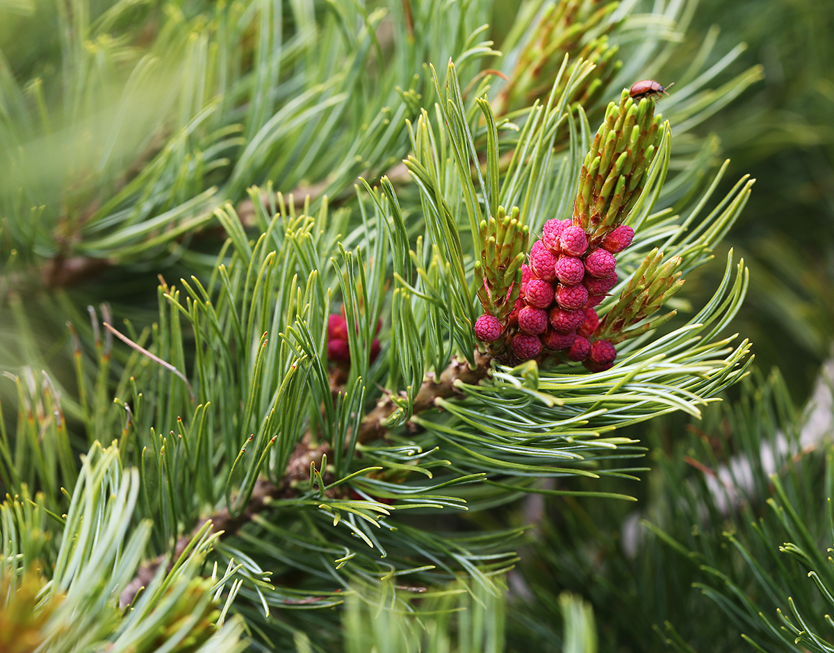 Изображение особи Pinus pumila.
