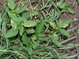 Malvastrum coromandelianum. Плодоносящее растение. Чили, обл. Valparaiso, провинция Isla de Pascua, г. Hanga Roa, двор гостиницы. 14.03.2023.