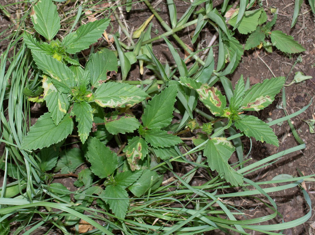 Изображение особи Malvastrum coromandelianum.