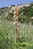 Orobanche form maxima