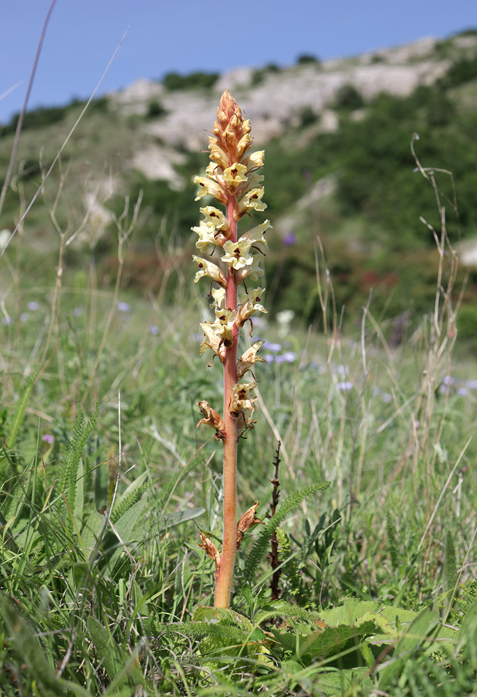 Image of Orobanche alba f. maxima specimen.