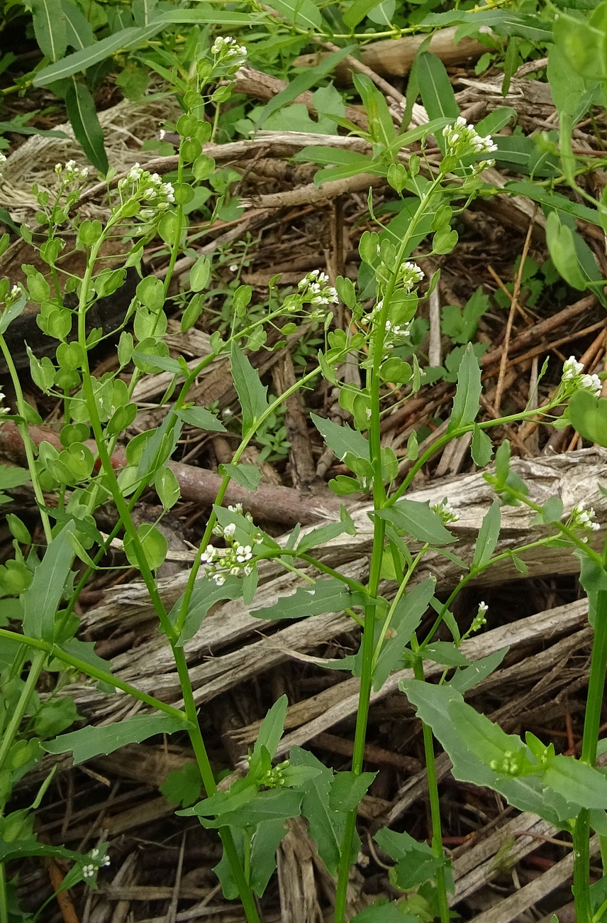 Image of Thlaspi arvense specimen.