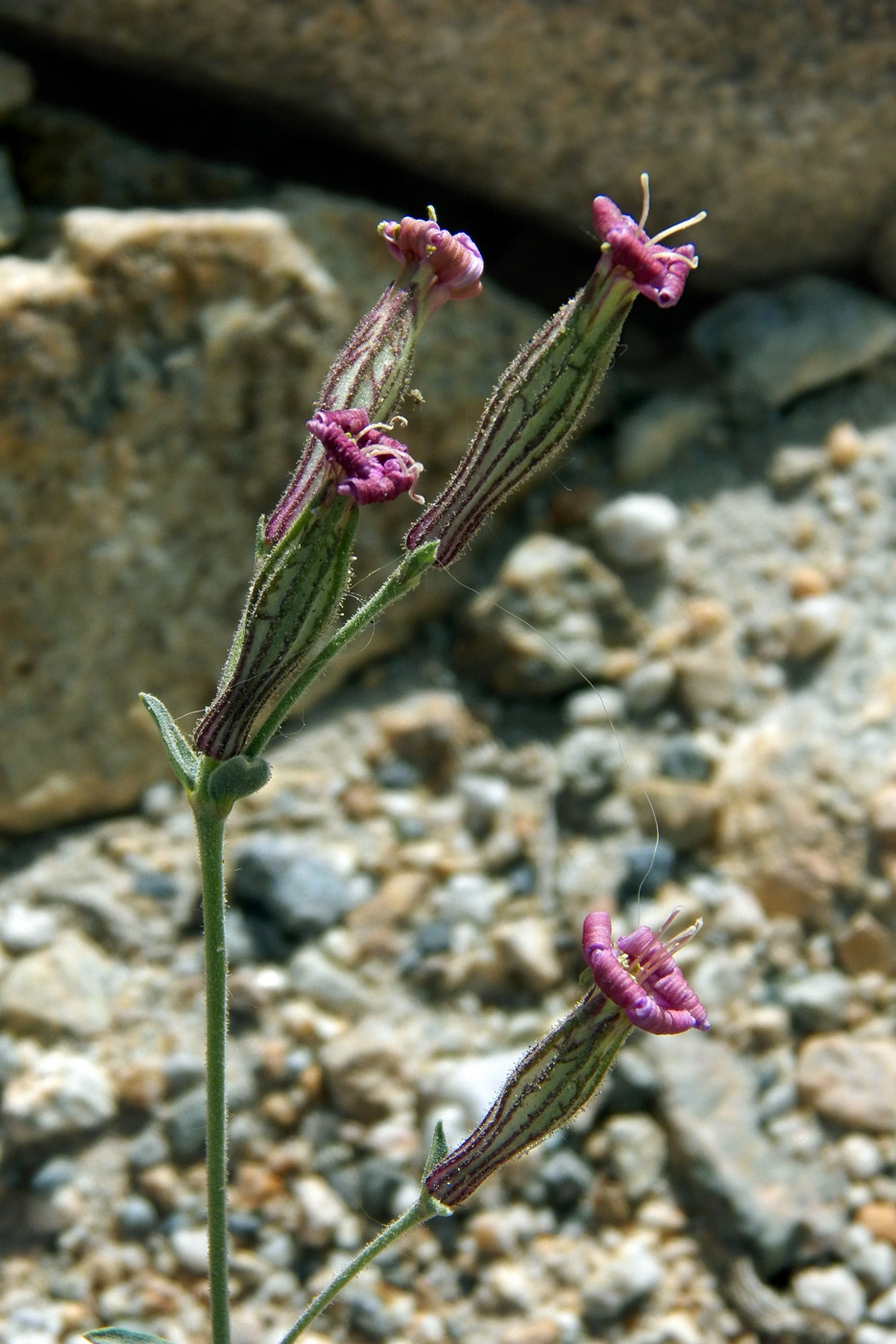Image of Silene microphylla specimen.