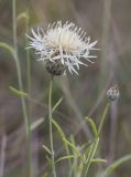 Centaurea rigidifolia