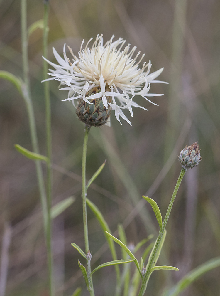 Изображение особи Centaurea rigidifolia.