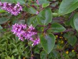 Syringa vulgaris