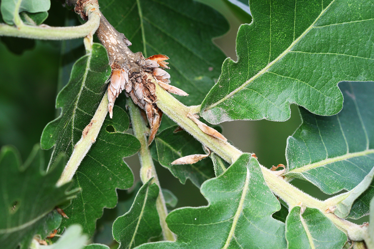 Изображение особи Quercus dentata.