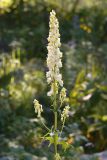 Aconitum orientale