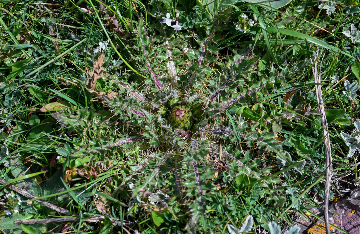 Изображение особи Cirsium esculentum.