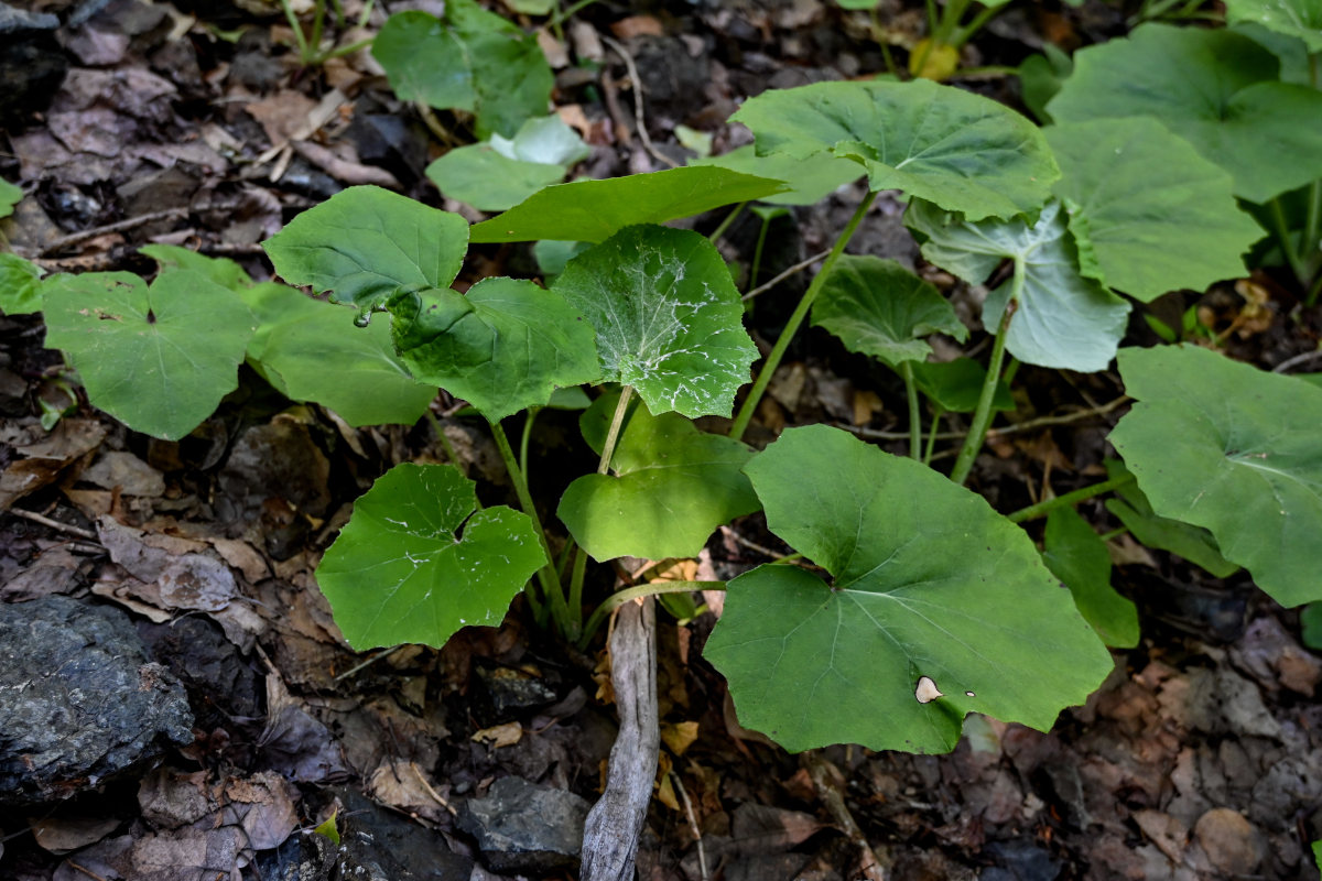 Изображение особи Tussilago farfara.