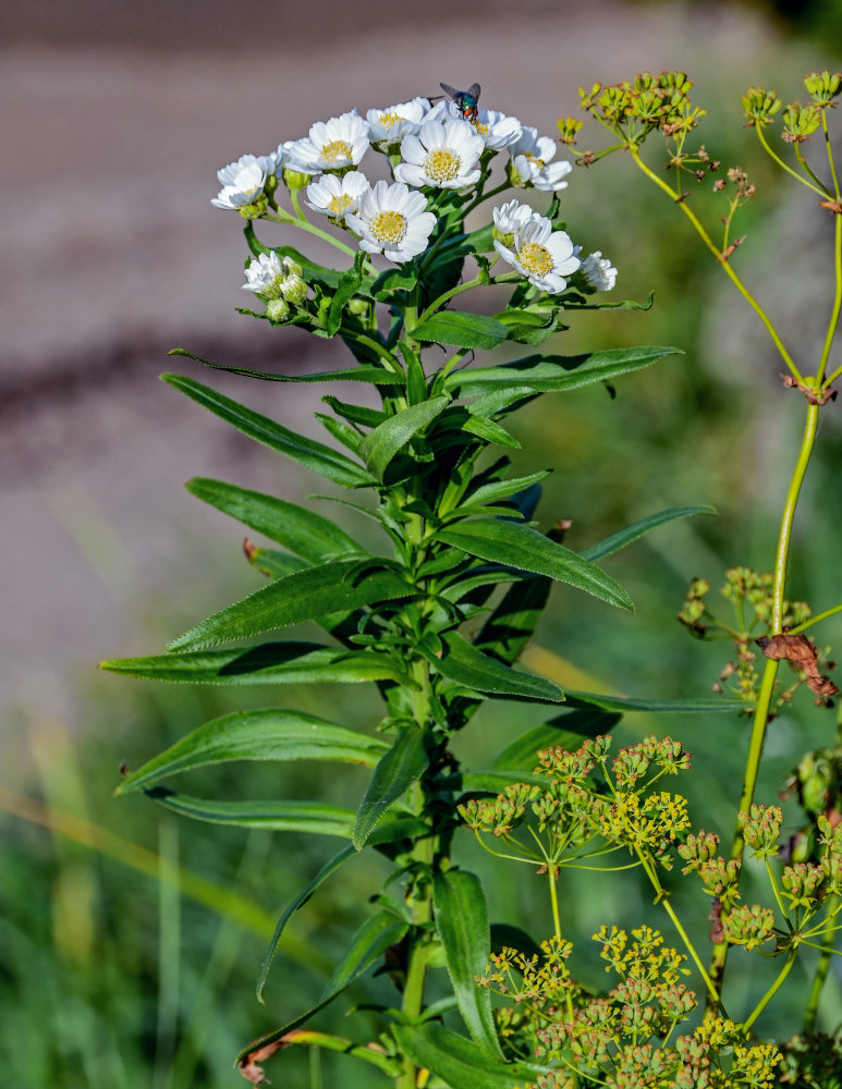 Изображение особи Achillea ptarmica ssp. macrocephala.