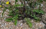 Crepis sonchifolia