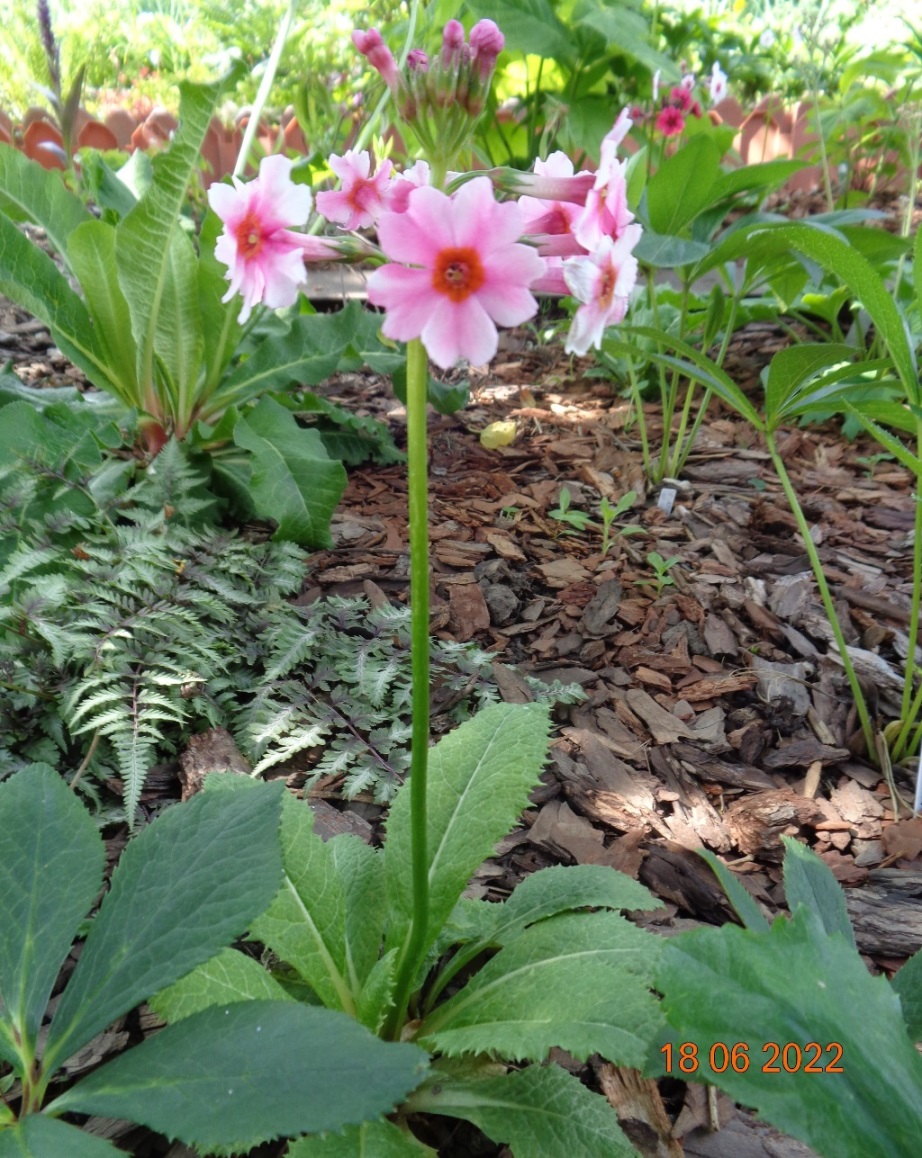 Image of Primula japonica specimen.