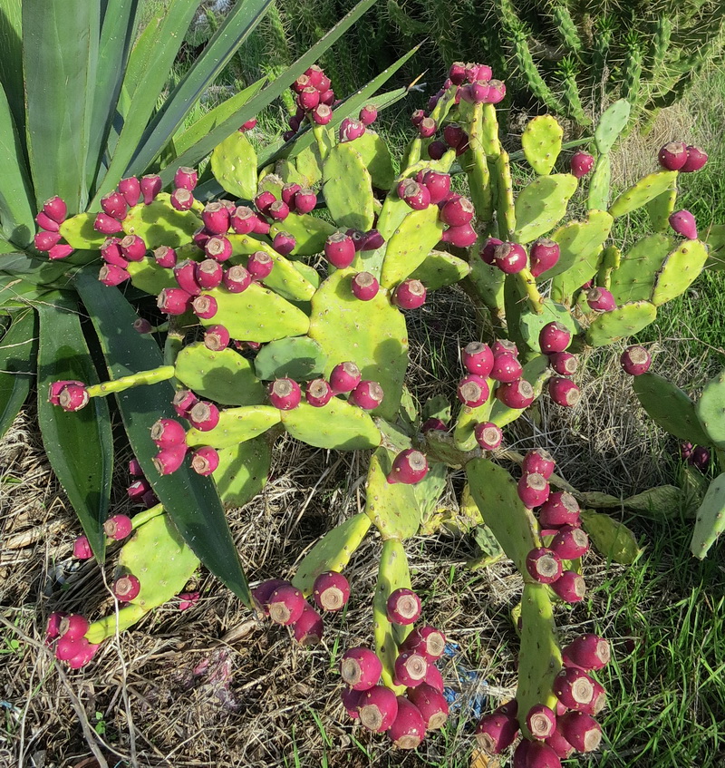 Image of genus Opuntia specimen.