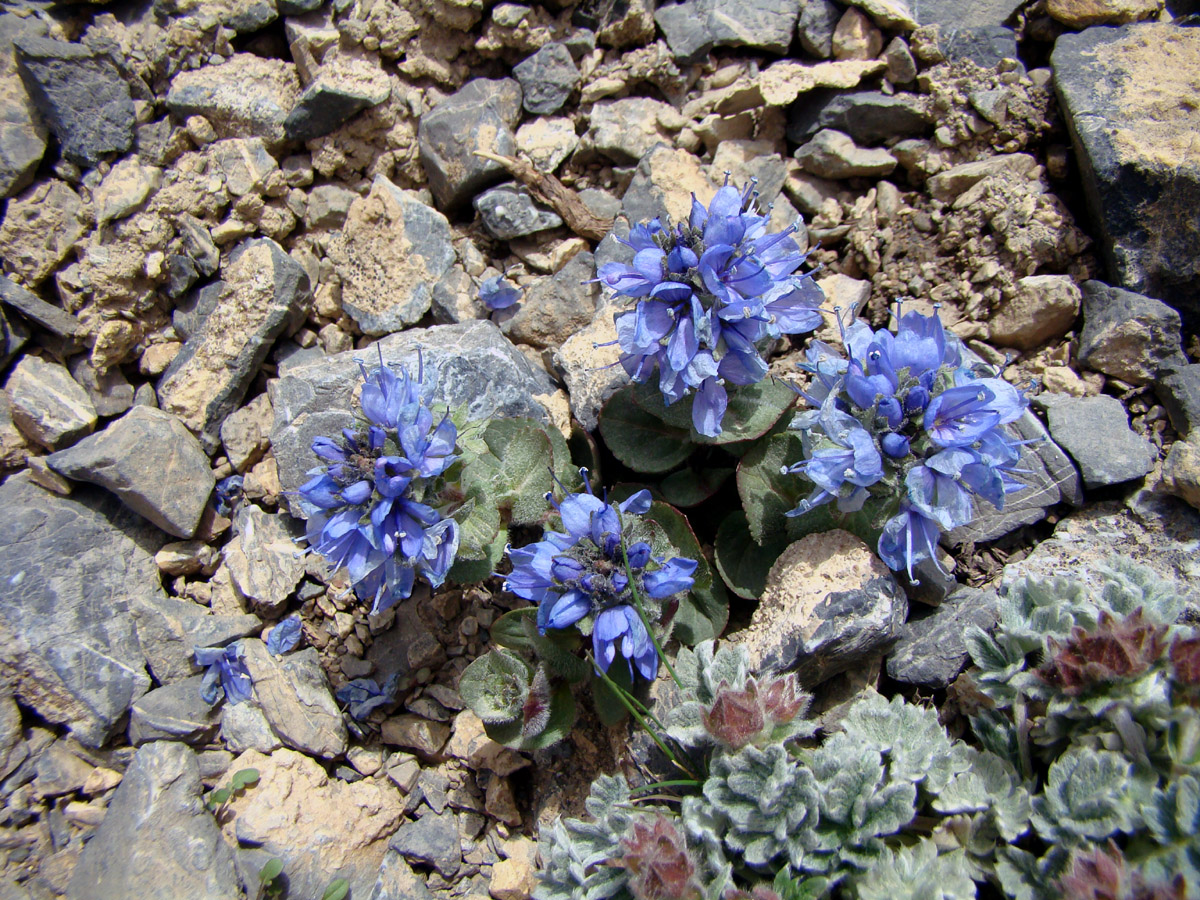 Image of Veronica luetkeana specimen.