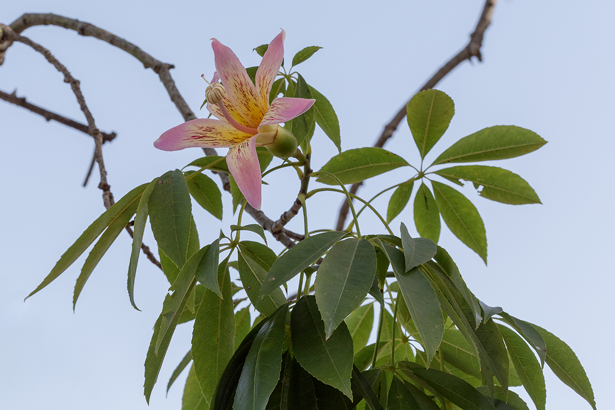 Изображение особи Ceiba speciosa.