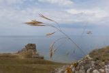 familia Poaceae. Верхушка плодоносящего растения. Крым, Керченский п-ов, Приазовье, берег Азовского моря, на каменной глыбе. 25.06.2018.