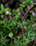 Geranium columbinum. Верхушка цветущего и плодоносящего растения (рядом видны верхушки побегов Ruscus aculeatus). Грузия, Имеретия, окр. монастыря Моцамета, широколиственный лес. 14.06.2023.