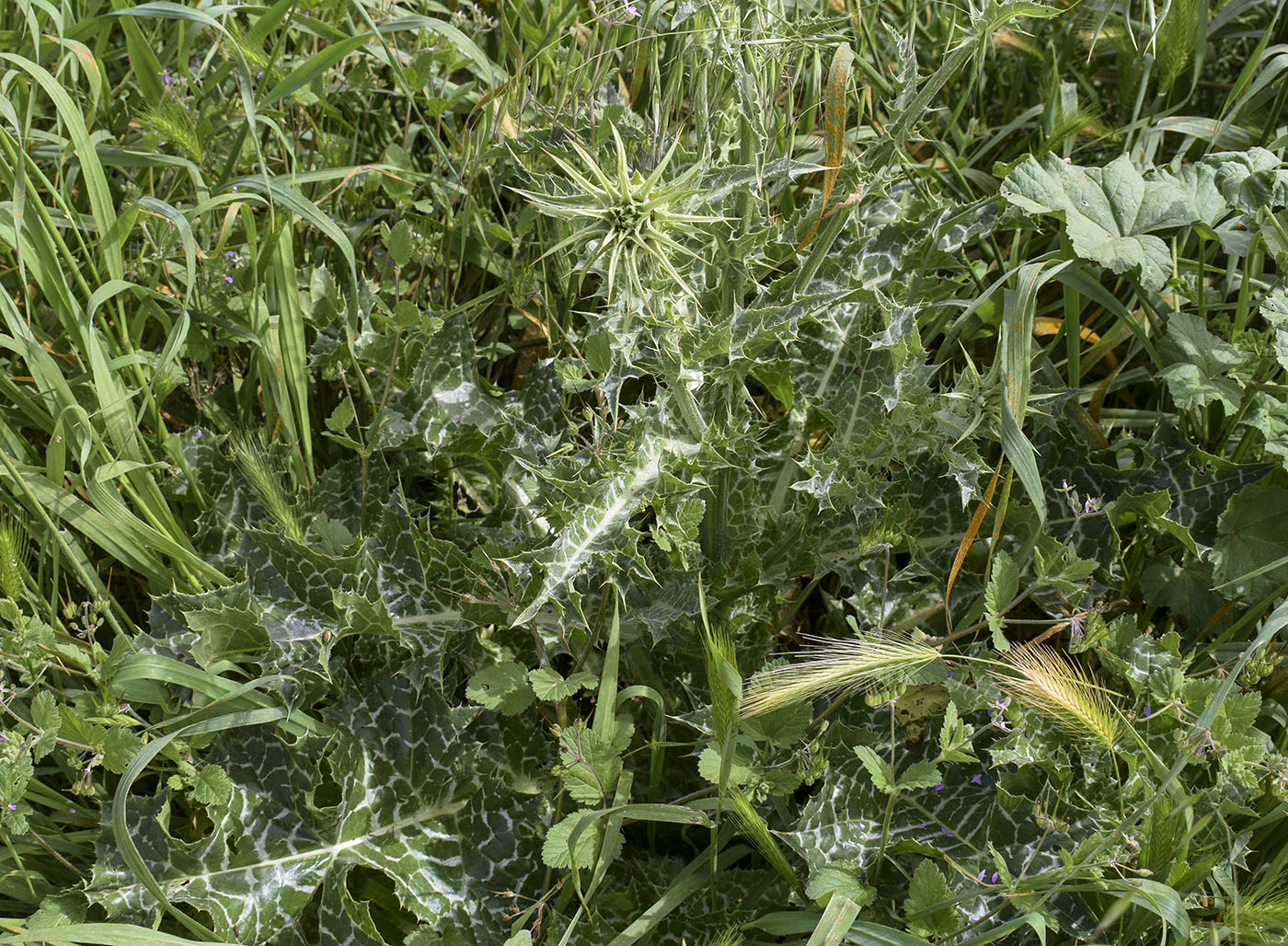 Image of Silybum marianum specimen.