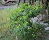 Euphorbia helioscopia. Цветущее растение. Абхазия, Гагрский р-н, с. Лдзаа, пустырь. 11.04.2024.