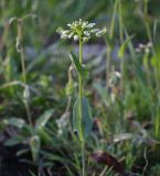 Microthlaspi perfoliatum