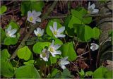 Oxalis acetosella