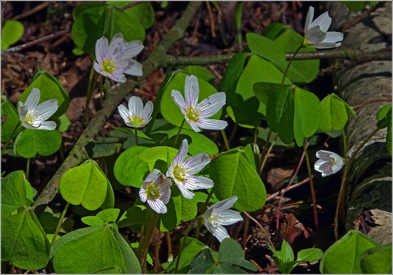 Изображение особи Oxalis acetosella.