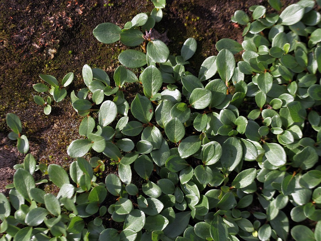 Image of Salix polaris specimen.