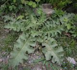 Verbascum sinuatum. Вегетирующее растение. Абхазия, Гагрский р-н, с. Лдзаа, обочина дороги. 13.04.2024.