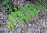 Hypericum xylosteifolium