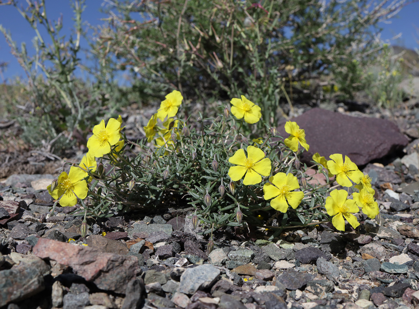 Изображение особи Helianthemum songaricum.