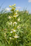 Platanthera chlorantha