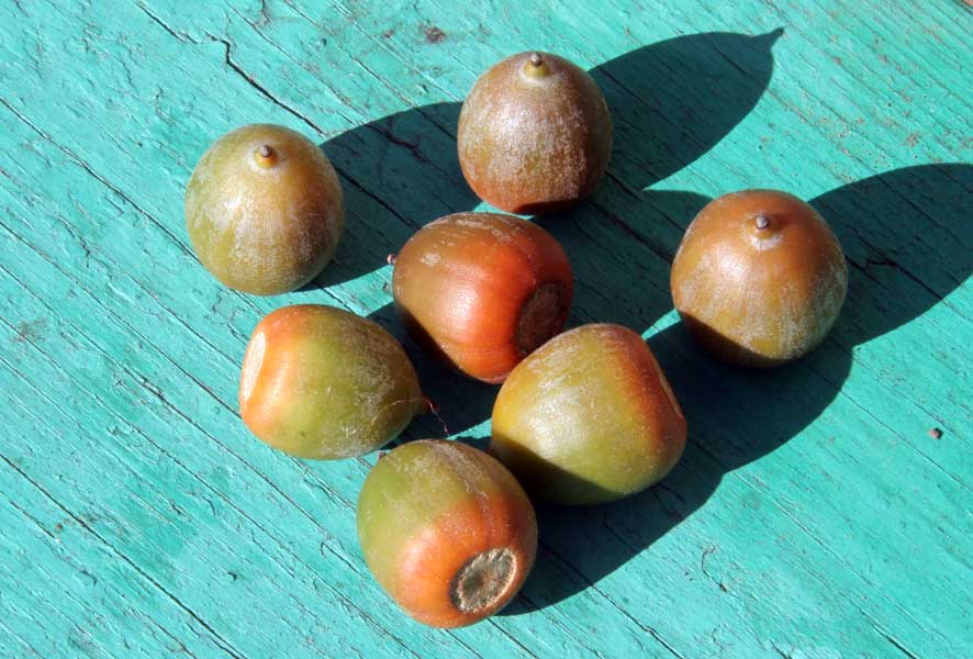 Image of Quercus rubra specimen.