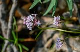 Valeriana capitata