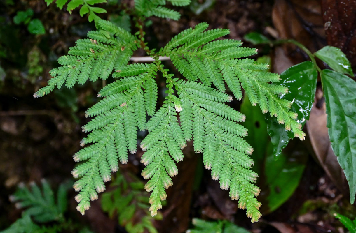 Image of Selaginella delicatula specimen.