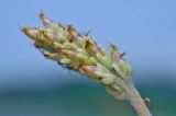 Plantago camtschatica. Соплодие. Приморский край, Владивостокский ГО, о. Рикорда, граница между лугом и каменистым пляжем. 15.07.2024.