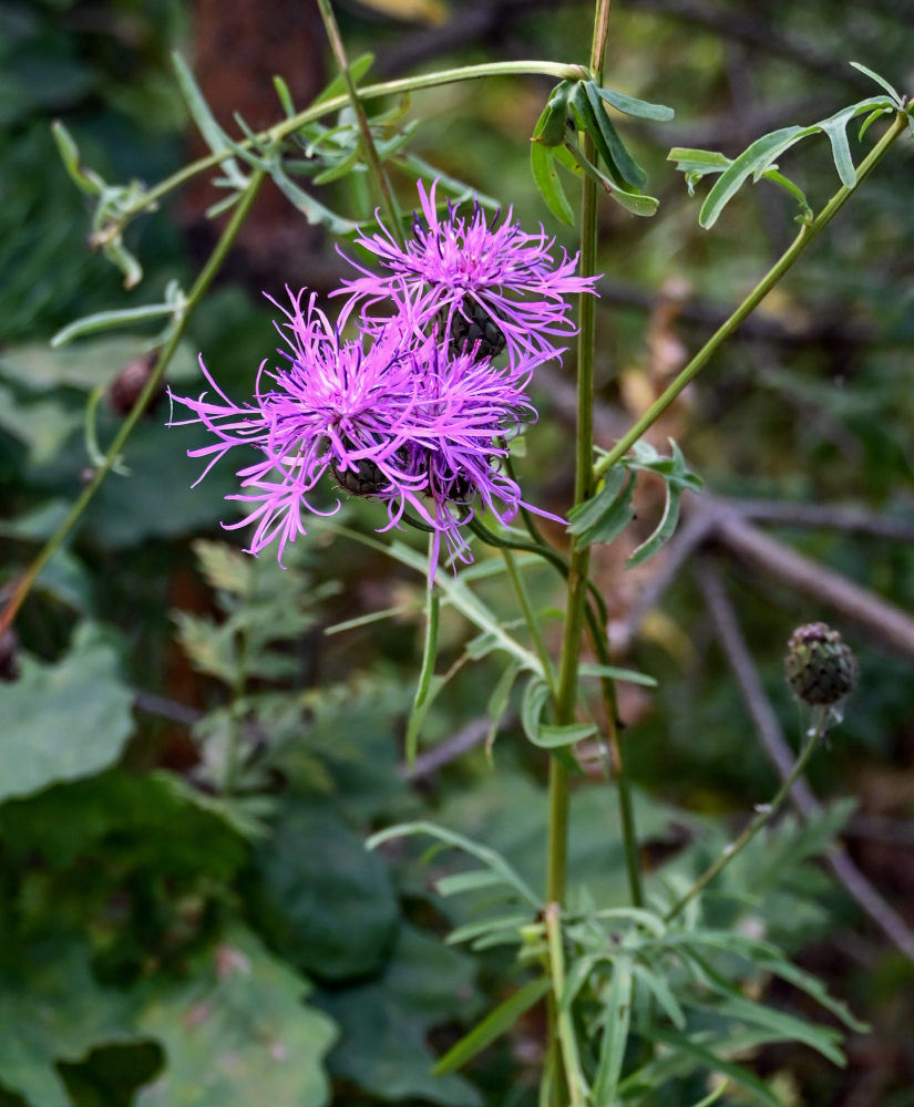 Изображение особи Centaurea scabiosa.