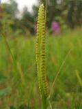 Ophioglossum vulgatum. Фертильная часть листа, несущая спорангии. Нидерланды, провинция Groningen, национальный парк Lauwersmeer, влажная луговина. 27 июня 2009 г.