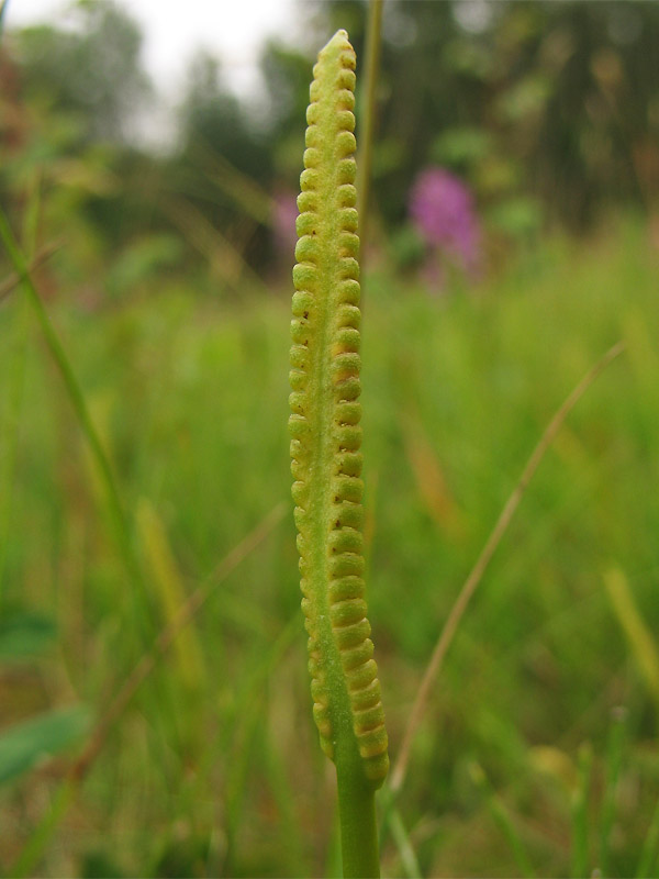 Изображение особи Ophioglossum vulgatum.