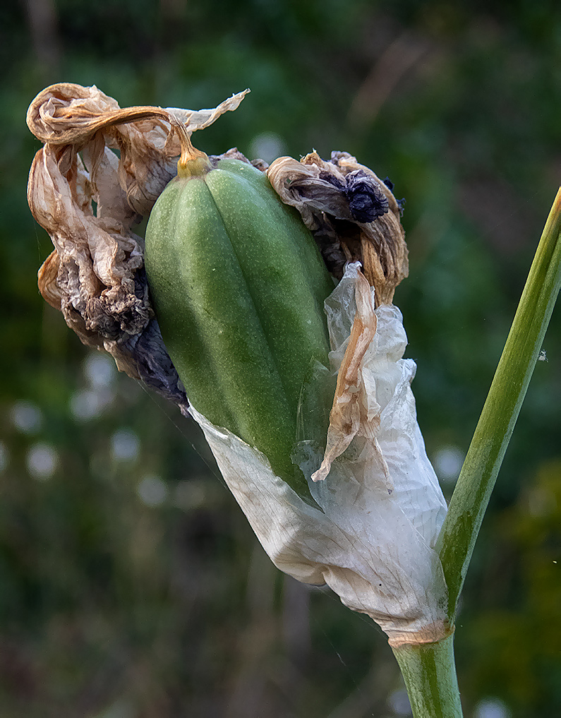 Image of Iris pallida specimen.