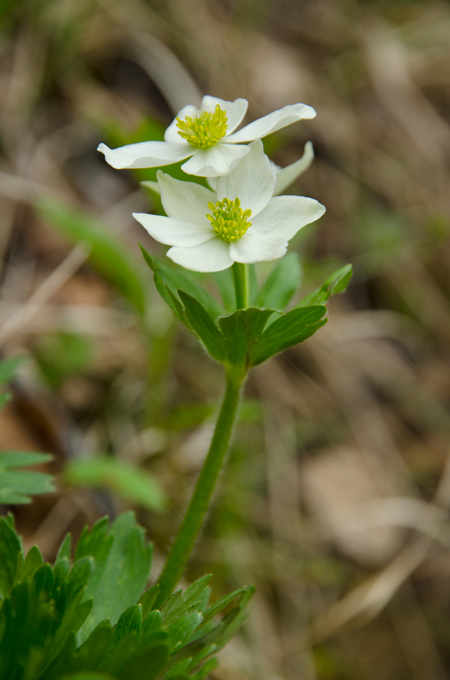 Изображение особи Anemonastrum biarmiense.